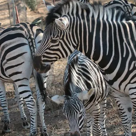 Njiri Lodge - Your Part Of Africa Marloth Park Exterior foto